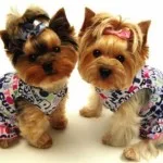 Dog breed info