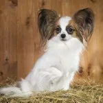 Dog breed list