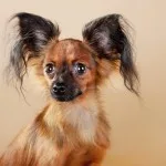 Puppie